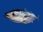 fresh tuna and swordfish