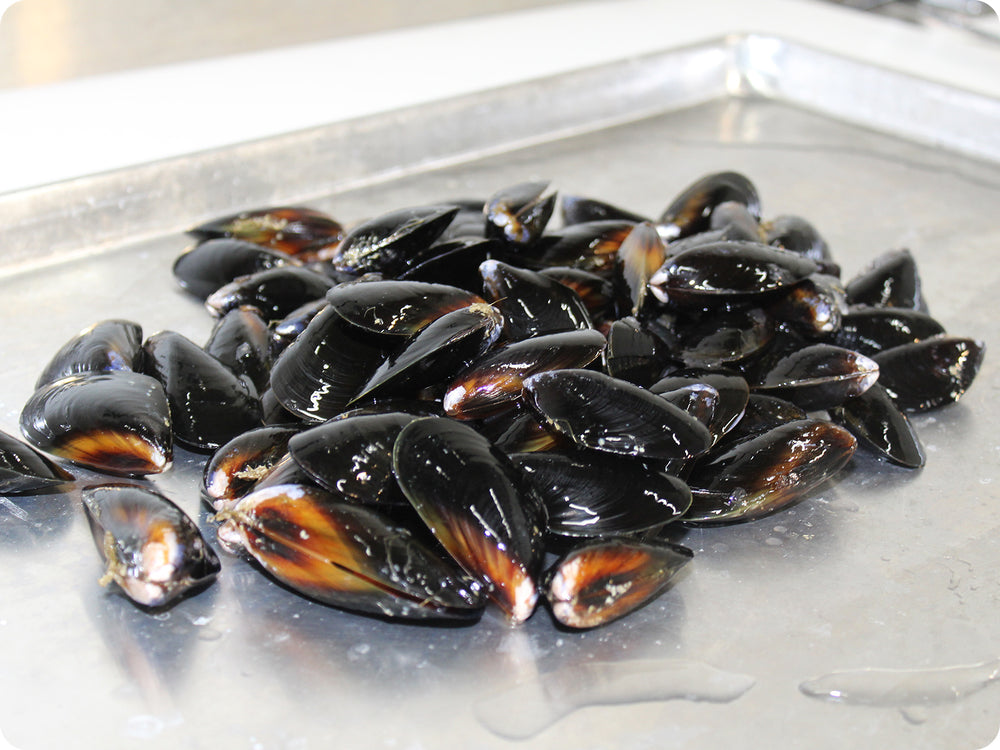 Pacific Blue Mussels (live) by the pound