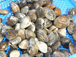 Manila Clams from the PNW by the pound