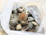 Manila Clams from the PNW by the pound