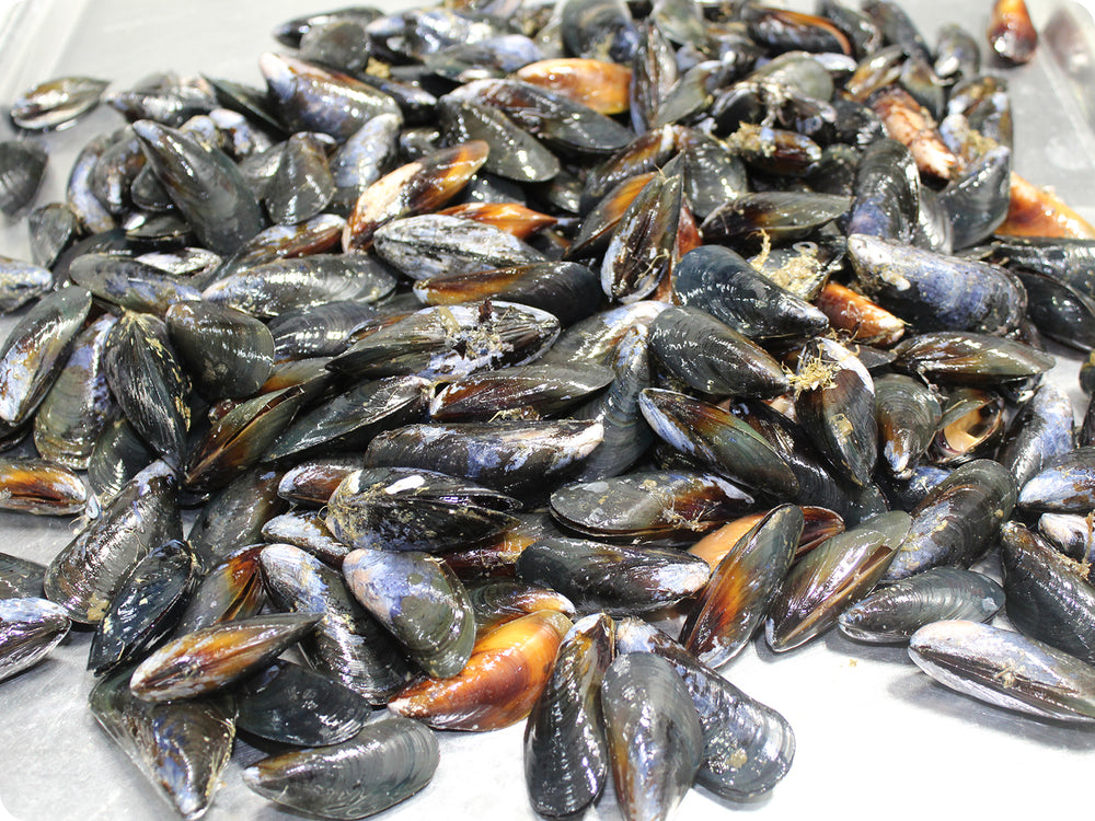 Mediterranean Mussels (live) by the pound