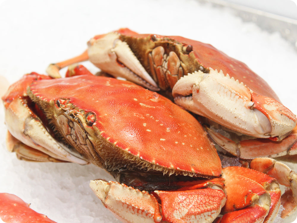 20 Each, Fresh Whole-Cooked Dungeness Crab