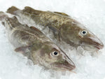 Pacific Cod Fillet (fresh, wild) by the pound