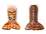 Two Lobster tails from the caribbean can be identified by region by the obvious dissimilarities. 