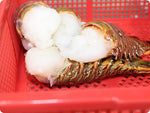 Caribbean Lobster Tails (large) by the pound