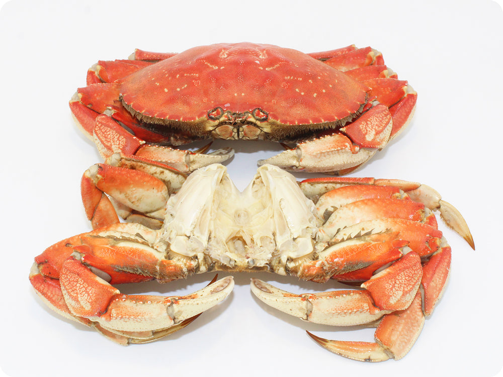 20 Each, Fresh Whole-Cooked Dungeness Crab