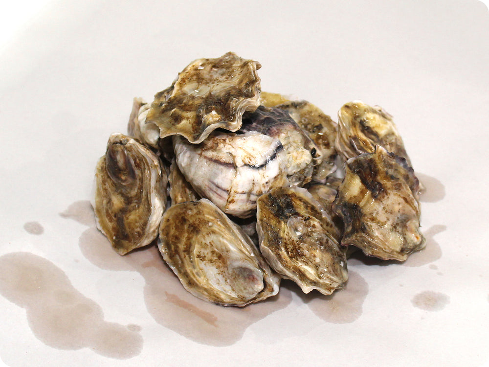 Kumamoto Oysters by the dozen