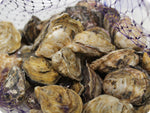 Kusshi Oysters by the dozen