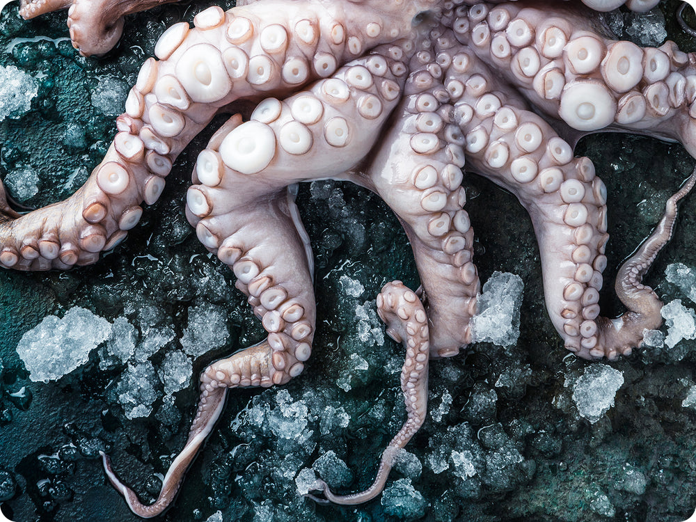 Whole Pacific Octopus (wild) by the pound