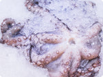 Whole Pacific Octopus (wild) by the pound