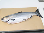 Whole Wild King Salmon (fresh, h/on) by the pound