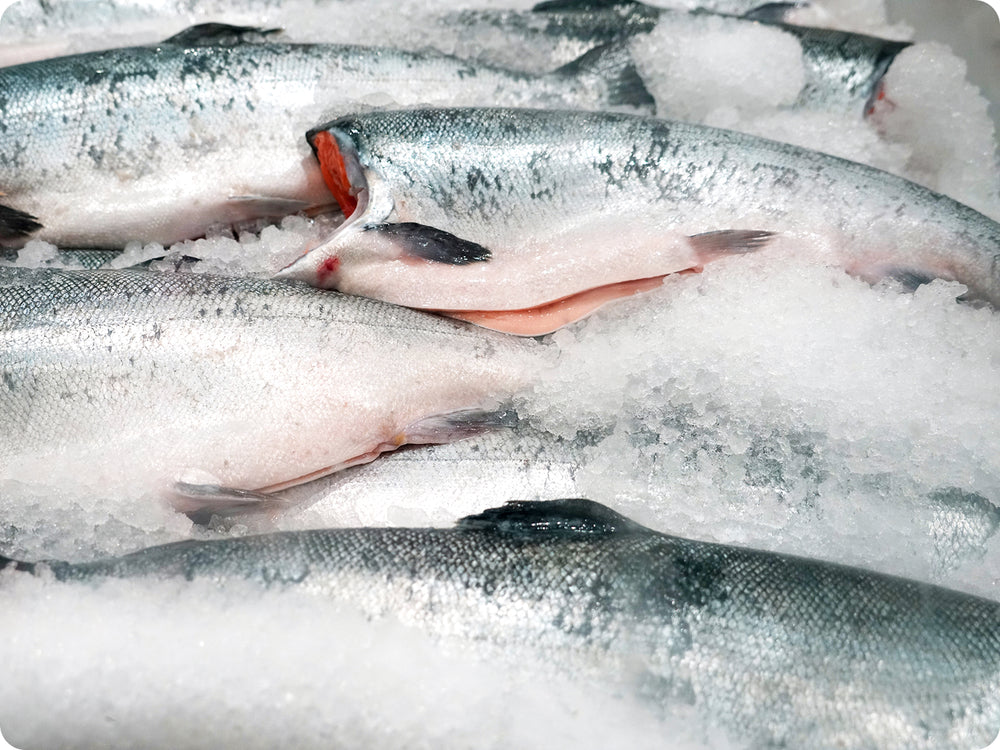 Whole Coho Salmon (fresh, h/g) by the pound