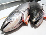 Whole Wild King Salmon (fresh, h/on) by the pound