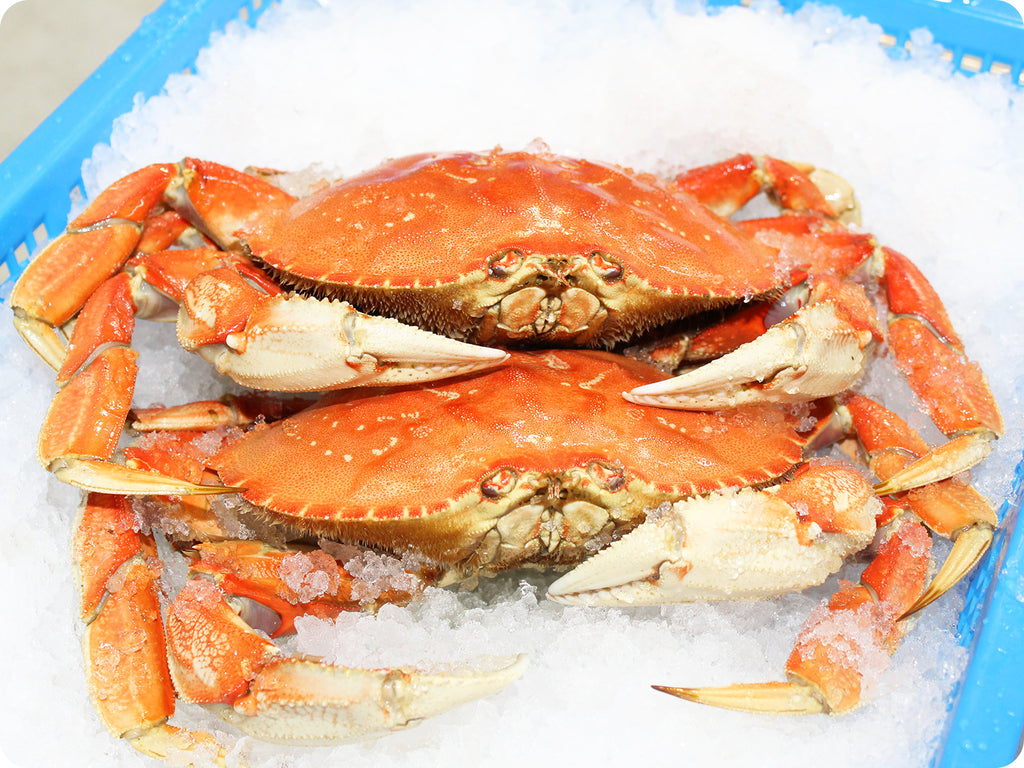 Fresh Whole-Cooked Dungeness Crab by the 2-pound crab – Origin Catch
