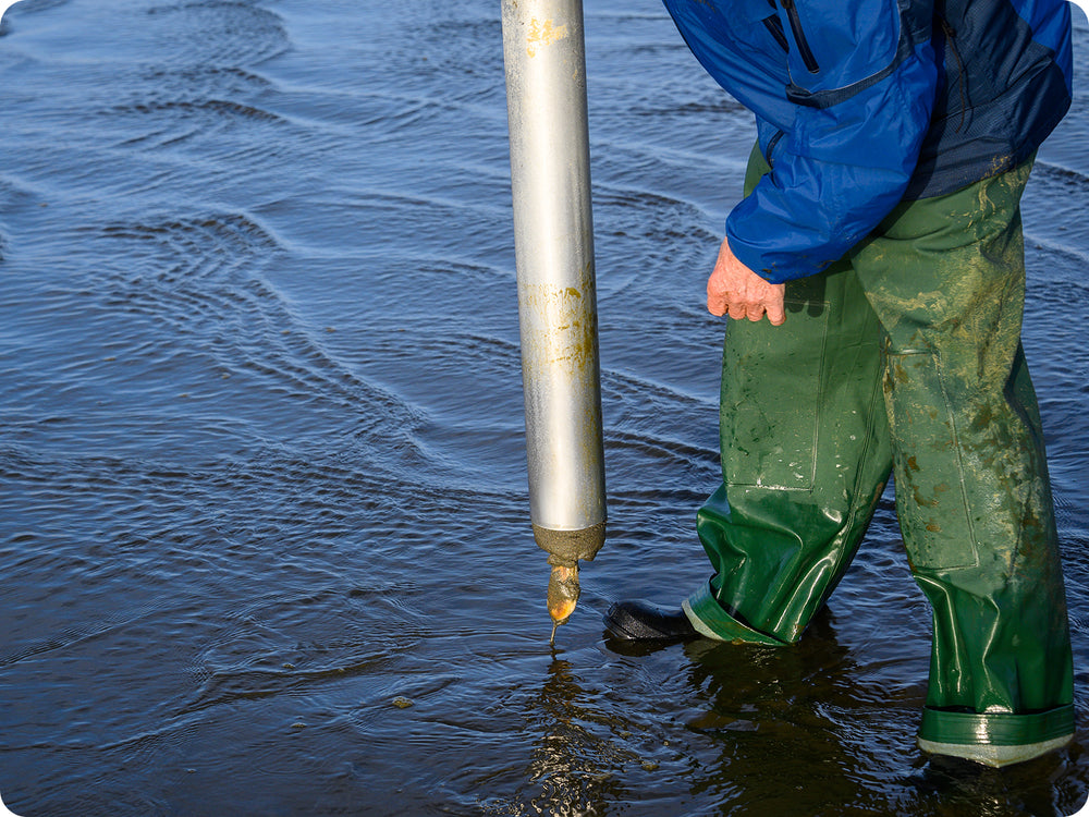 Live Pacific Razor Clams by the pound – Origin Catch