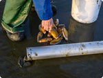 A razor clam gun lays in the wet sand, a white bucket is ready off to the side as a fisherperson in foulies grabs fresh live Razor clams to toss them in.