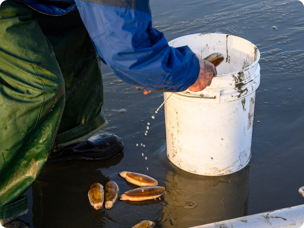 A razor clam gun lays in the wet sand, a white bucket is ready off to the side as a fisherperson in foulies grabs fresh live Razor clams to toss them in.