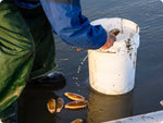 A razor clam gun lays in the wet sand, a white bucket is ready off to the side as a fisherperson in foulies grabs fresh live Razor clams to toss them in.