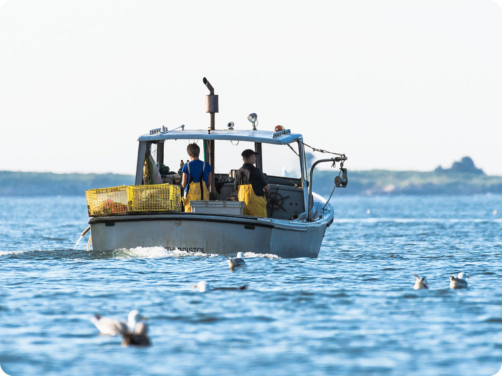 Two fisher people on a small boat off of the Atlantic Coast harvesting lobster. Two bright yellow lobster pots sit on the back stern of the boat and seagulls are floating on the water scattered around the boat.