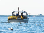 Two fisher people on a small boat off of the Atlantic Coast harvesting lobster. Two bright yellow lobster pots sit on the back stern of the boat and seagulls are floating on the water scattered around the boat.