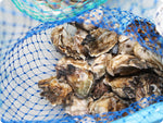 Kumamoto Oysters by the dozen