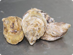 Kusshi Oysters by the dozen