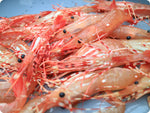 Live Alaskan spot prawns with pink translucent bodies, black eyes, and red and white stiped legs and antennae.
